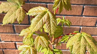 Japanese Maple Walkthrough April [upl. by Issak]