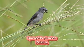 O canto da Patativa  Sporophila plumbea [upl. by Eldon]