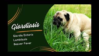 Understanding Giardiasis in Pets Symptoms Treatment and Prevention [upl. by Ahsoem]