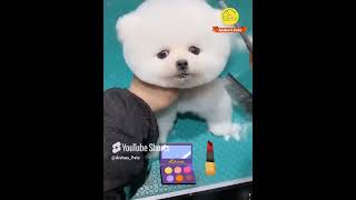 Pomeranian Dog most Funny movement😍Shorts shortsfeed [upl. by Aihsar]