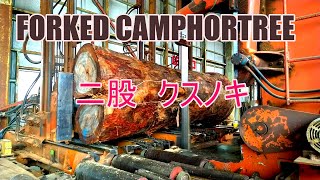 二股クスノキ製材動画です。forkd camphor [upl. by Esidnak]