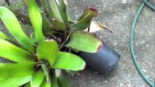 HOW TO GROW BROMELIADS [upl. by Ottillia37]