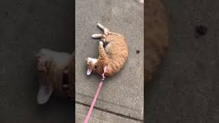 Took My Cat for Her First Walk Today 🐾 I Really Think She Likes It [upl. by Nwahsek]