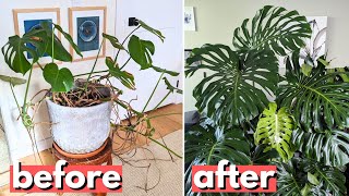 This is a better way to propagate your Monstera [upl. by Ttevi138]