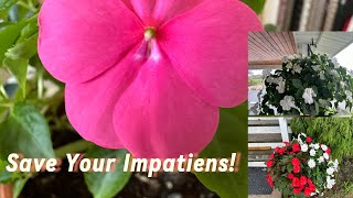 🌺❄️How to overwinter impatiens ❄️🌺 [upl. by Atinyl]