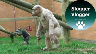 Various Apes Walk Like Humans  Even Jambo The Hairless Chimp [upl. by Isnan]