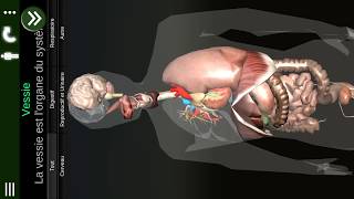 Organes Internes en 3D Anatomie quotFRquot [upl. by Sorel]