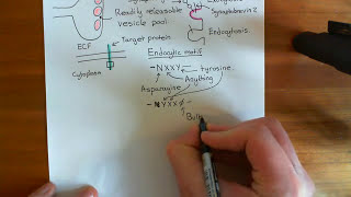 Clathrin Mediated Endocytosis and The Endocytic Pathway Part 1 [upl. by Hansiain]