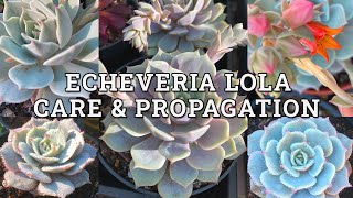 Echeveria Lola Care amp Propagation Updated [upl. by Urdna]