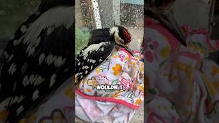 Picked up an injured woodpecker shortvideo animals unbelieveable pets birds woodpecker [upl. by Irahk]