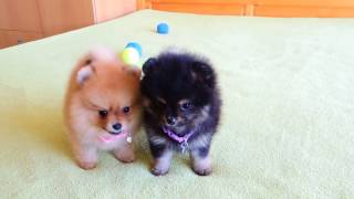 Female Pomeranian Puppies for Sale [upl. by Windsor]