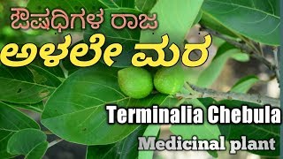 ಅಳಲೇ Chebulic Myrobalan Terminalia Chebula [upl. by Eidissac]