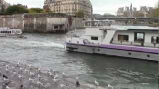 Mouettes de Paris  Pont de la Tournelle  Pont Saint Louis [upl. by Ellehcam40]