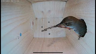 House Wren empty bird nest box to laying eggs and raising 6 chicks  Part 1 [upl. by Meehyr]