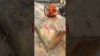 Big sycamore log 40 inch customer wants quarter sawn 88 out of it biggboss [upl. by Peder]