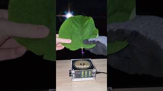 🍃 Music Tesla Coil experiment leaf shorts [upl. by Aihset]