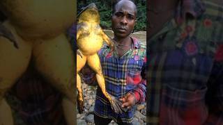 World biggest frog  Goliath frog species frog 🐸  🔥 frog goliathfrog shorts [upl. by Akym236]