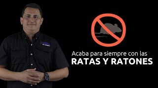 ACABA CON LAS RATAS Y RATONES PARA SIEMPRE [upl. by Rimaj414]