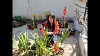 Gladiolus Flower Plant Care and Tips [upl. by Olinde]