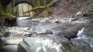 Wasseramsel  Gesang Eifel  Ellerbachtal [upl. by Airehc]