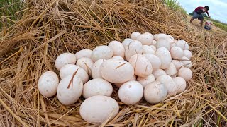 wow wow unique a smart farmer pick a lot of duck eggs on the straw at field after harvest by hand [upl. by Inhsor]