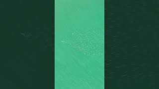 Watch this Bonnethead Sharks attack on its prey [upl. by Asnarepse840]