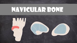 Navicular Bone  Anatomy [upl. by Dannon183]