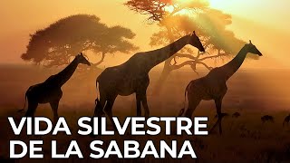 El Mundo Salvaje La Sabana Africana  Free Documentary Nature  Español [upl. by Bitthia]