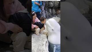 Dolphin kiss the baby😱 shorts shortsfeed [upl. by Nnylkoorb]