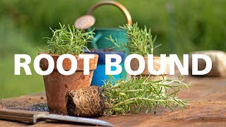 How to Repot Root Bound Plants [upl. by Anabella]