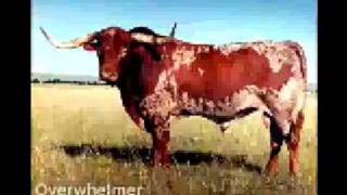 Overwhelmer  Texas Longhorn Bull [upl. by Blanchette]