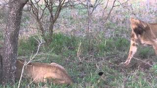 Fighting lions over warthog kill in Kapama Private Game Reserve [upl. by Ruford94]