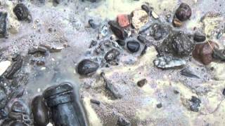 Mudlarking Londons Thames near Execution Dock at low tide [upl. by Sansbury]