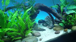 How to acclimatize fish Properly [upl. by Sauls]