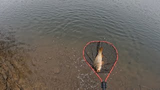 Glenbawn Dam Carp fishing with a good mate [upl. by Jump131]