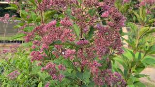 Joe Pye Weed Eupatorium purpureum ssp maculatum Gateway [upl. by Lasala]