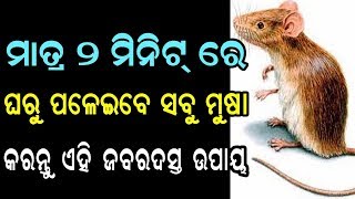 ମାତ୍ର ୨ ମିନିଟ୍ ରେ ଘରୁ ପଳେଇବେ ସବୁ ମୁଷା  sadhu bani [upl. by Rebekah471]