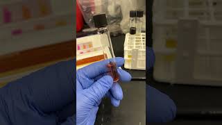 Urease test on pseudomonas science chemistry microscopic bacteria [upl. by Killion]