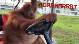 Orangutan Drifts A Golf Cart [upl. by Ezarra]