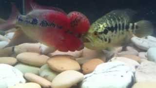 SRD Flowerhorn Vs Jaguar Cichlid [upl. by Etneciv]