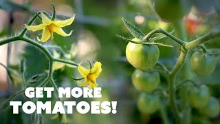 How to HandPollinate TOMATO Flowers for Better Yields 🍅 [upl. by Gran]