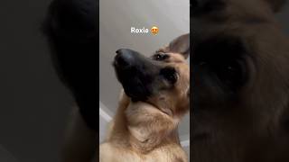 She loves the attention 😍 germanshepherd gsd dog cutedog pets [upl. by Anaira]