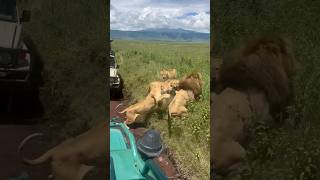 Family issues between Lions at Ngorongoro Crater [upl. by Asseret]