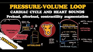 PRESSUREVOLUME LOOP CARDIAC CYCLE and HEART SOUNDS [upl. by Kcirrek559]