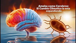 Ameba Come Cerebros La Amenaza Mortal Aumenta por el Cambio Climático [upl. by Philipa289]