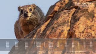 Rock Hyrax Sounds  Evil cackling call amp cries [upl. by Ahsenauj]