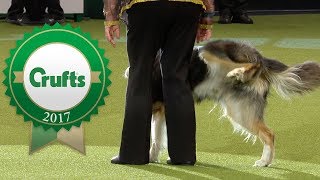 Oh Dear Crufts 2017 Fails and Bloopers [upl. by Nilsoj]