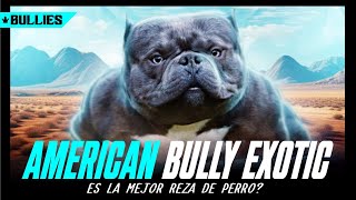 ¿Es el American Bully Exotic la Mejor Raza de Perro [upl. by Klos59]