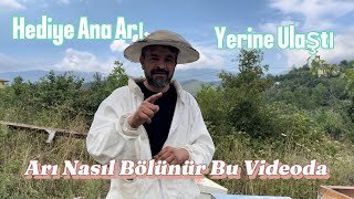 Arı Nasıl Bölünür Bu Videoda Hediye Gönderdiğimiz Ana Arı Yerine Ulaştı [upl. by Adore661]