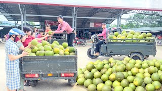 Harvesting Lots Of Grapefruit And Use 3wheeled Vehicle Transport Grapefruit Go To Market Sell [upl. by Weinstock]